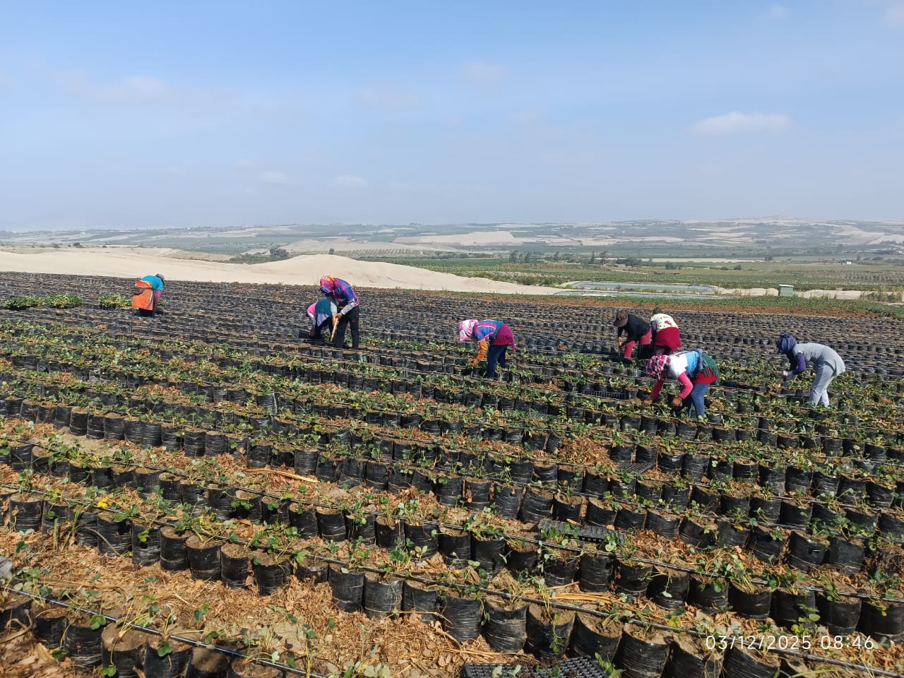 Inicio campaña fresa 2026