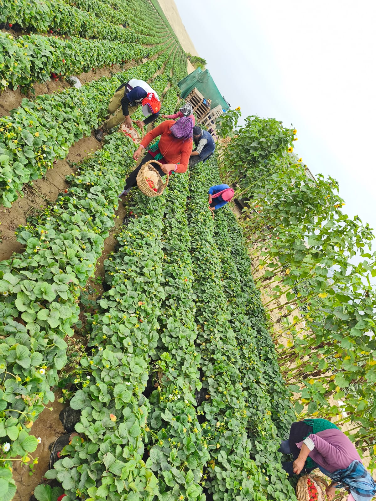 Compromiso con la sostenibilidad